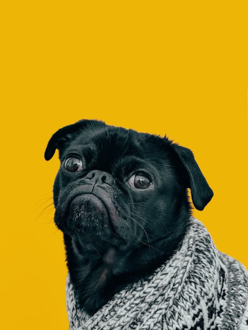 Colorado ESA dog