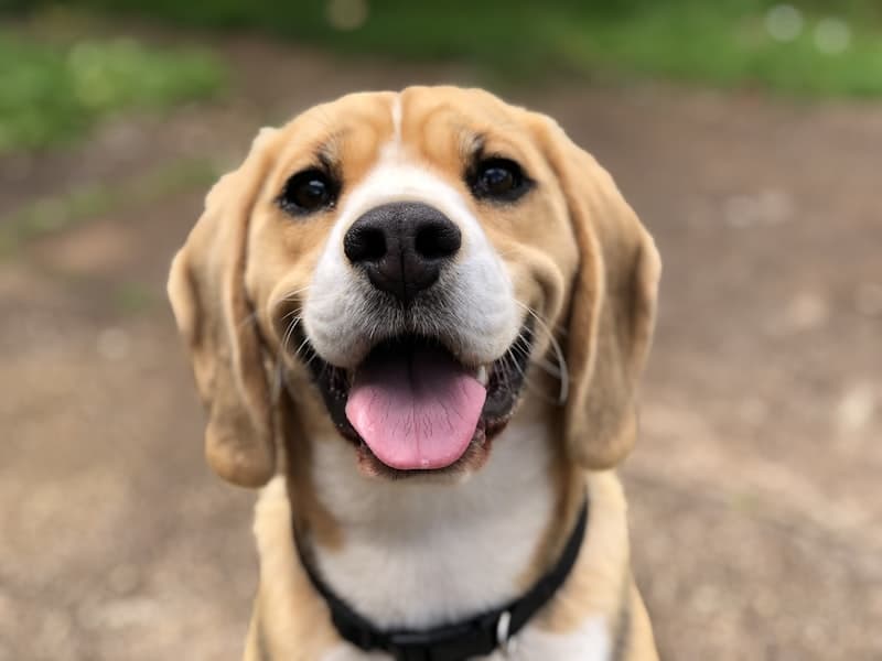 Person with emotional support dog in Boulder