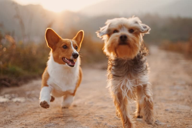 Emotional support dogs in Fort Collins